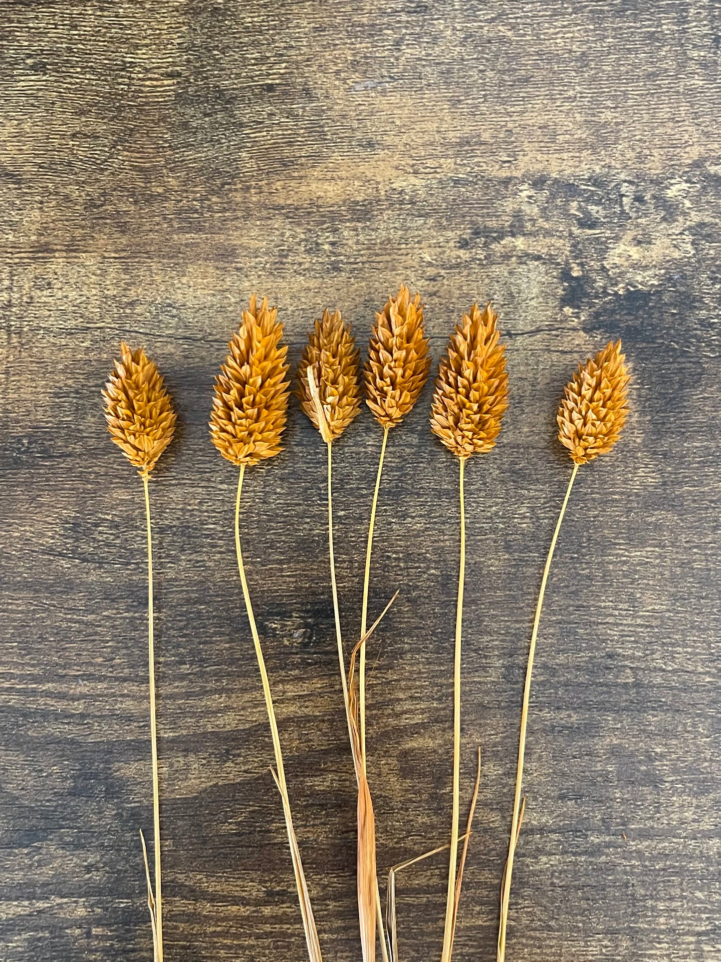 Phalaris - 4 Farben - 6 Stück pro Set