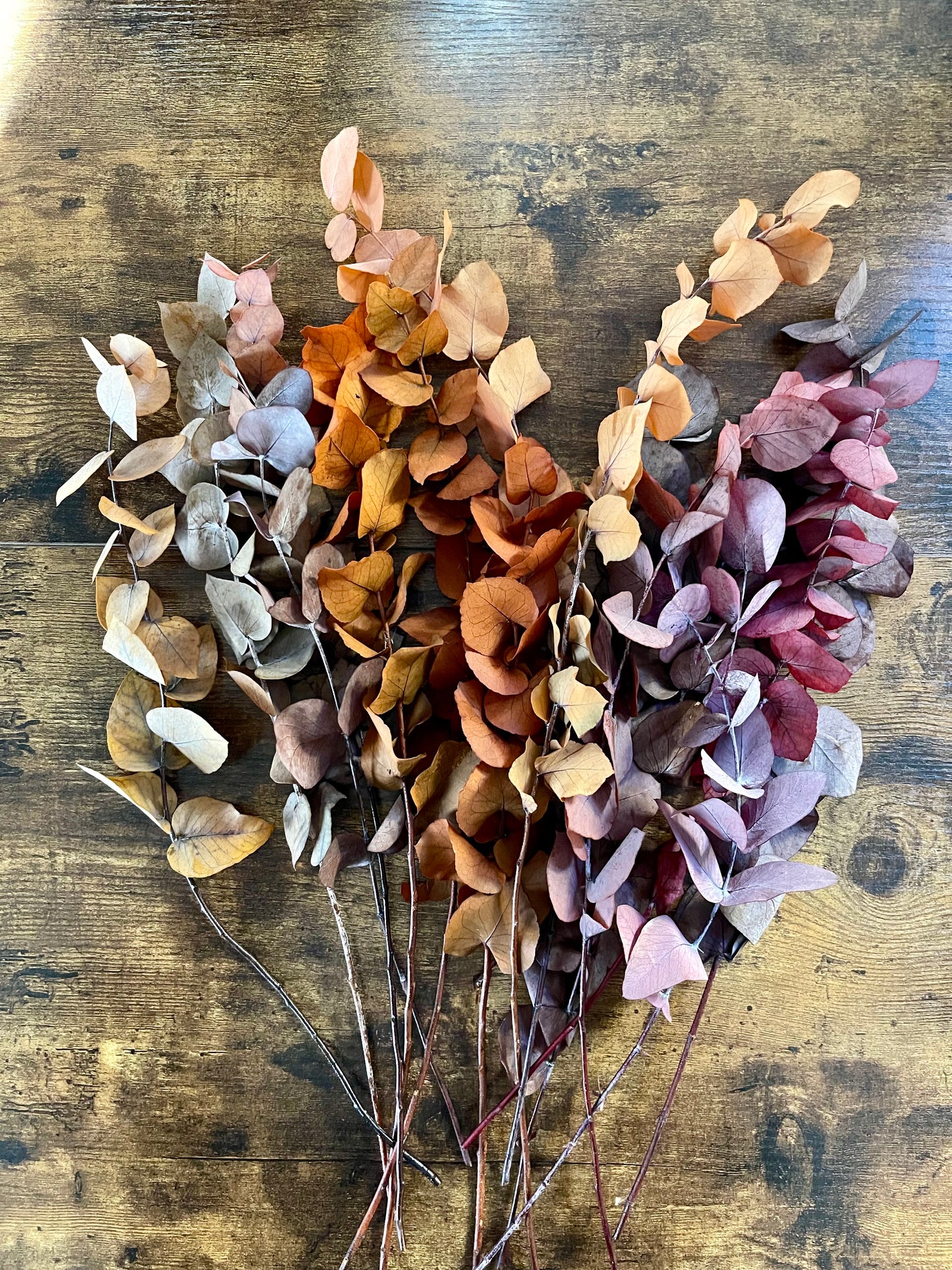 Eukalyptus M - Herbst - Mix