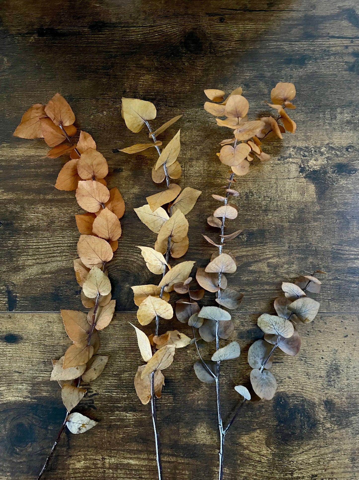 Eukalyptus L - Herbst - Mix