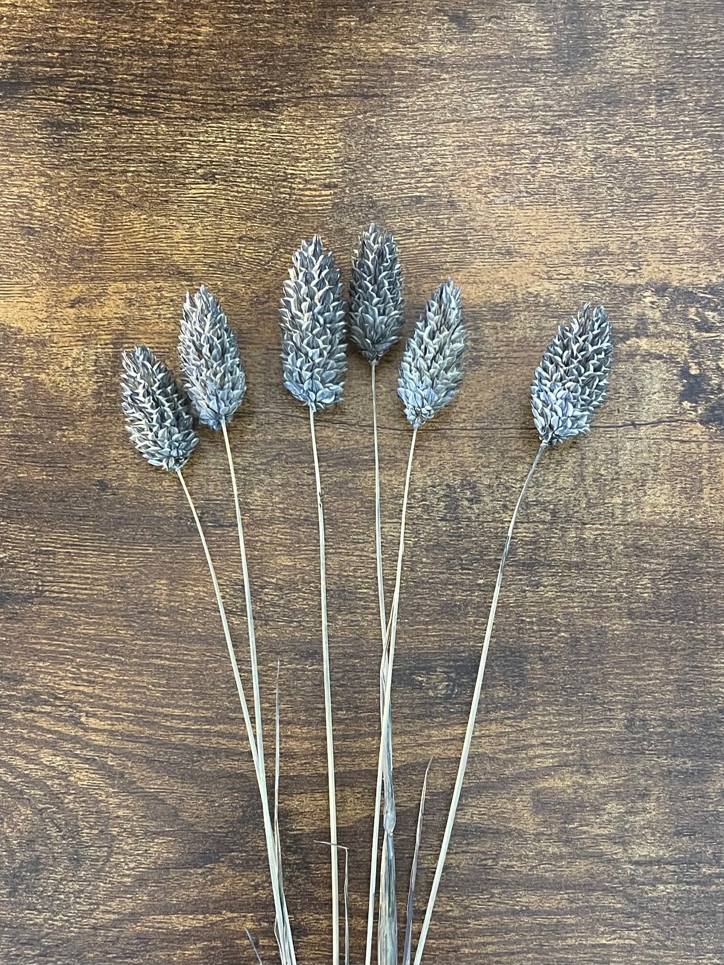 Phalaris - 4 Farben - 6 Stück pro Set