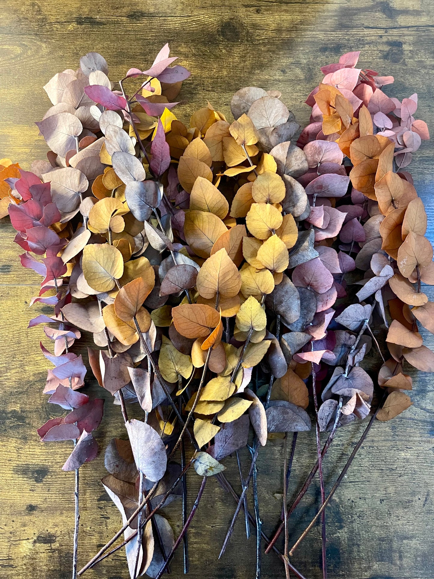 Eukalyptus L - Herbst - Mix