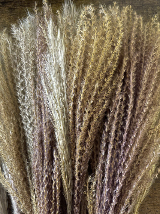Miscanthus - getrocknet - 3 Größen